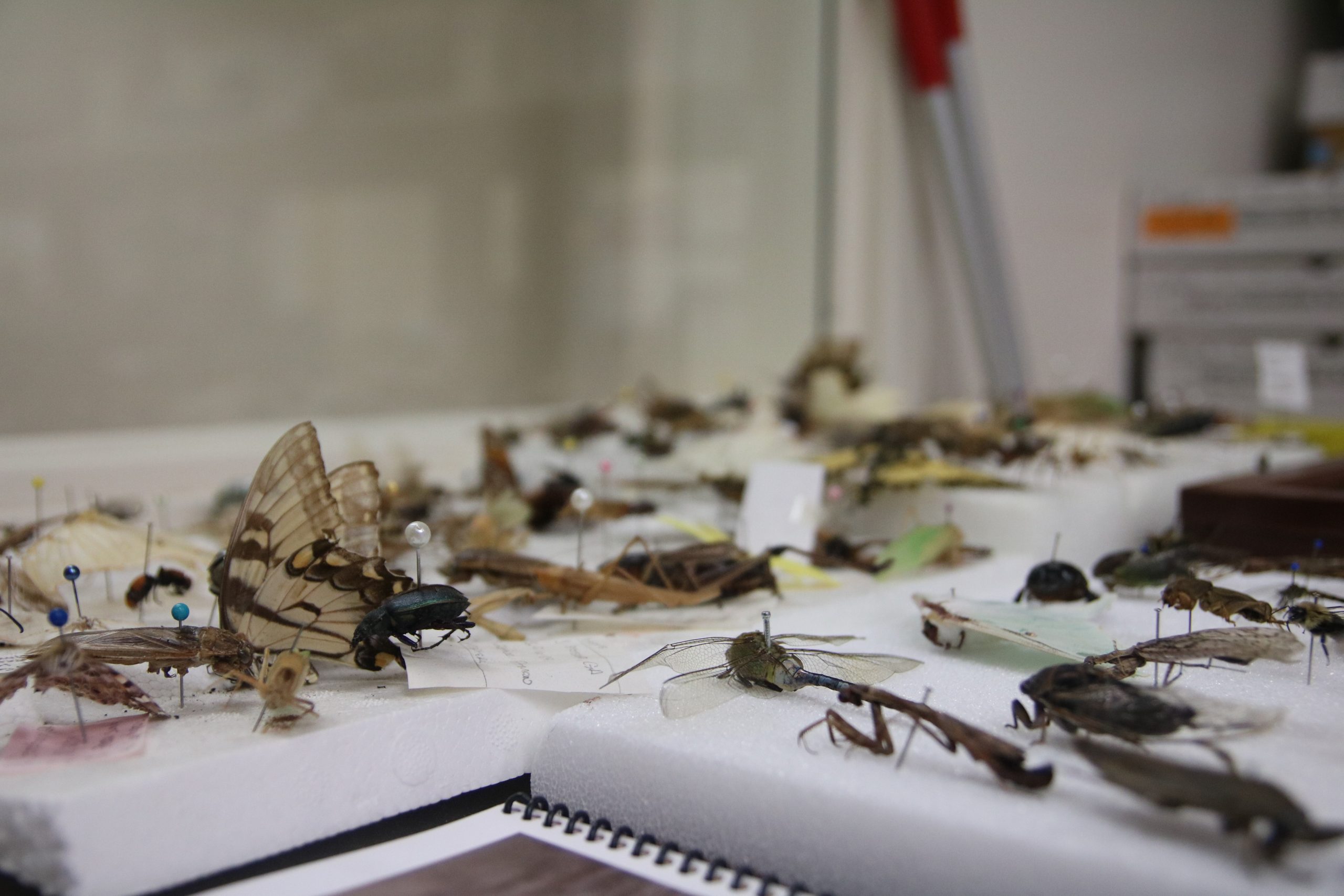 A Look Inside Georgia’s Only Forensic Entomology Lab
