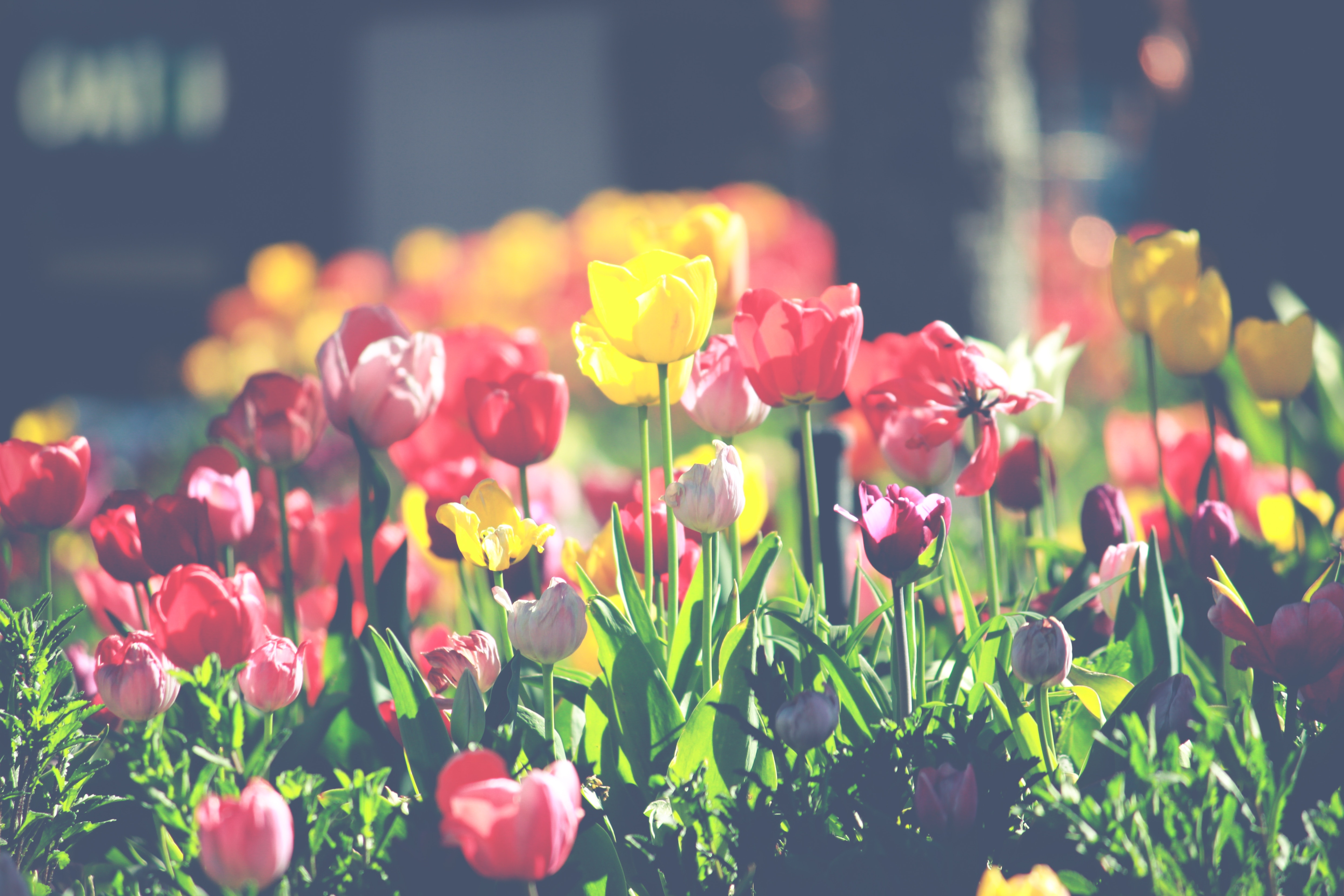 5 Ways to Celebrate Spring
