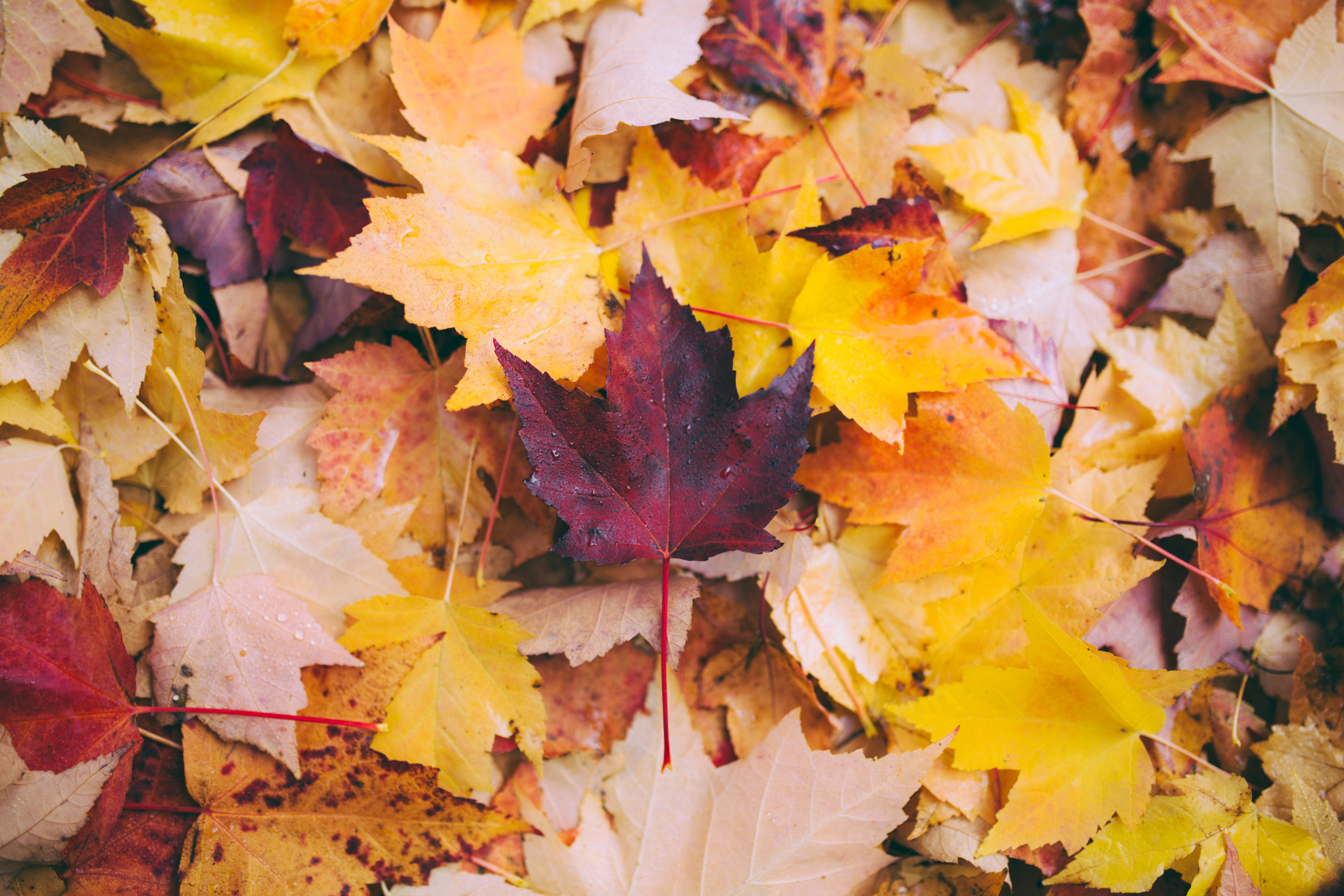 Quiz: How intense is your love for fall?